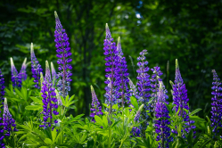 lupins-5247986_1280.jpg